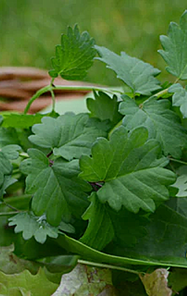 All Chervil Herb Seeds