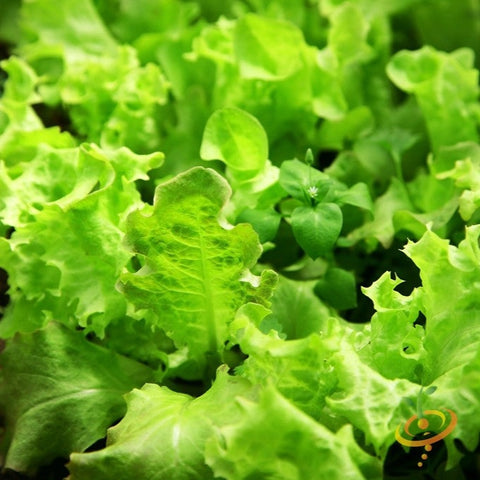 *FREE GIFT* Green Salad Bowl Mix Lettuce Seed Kit