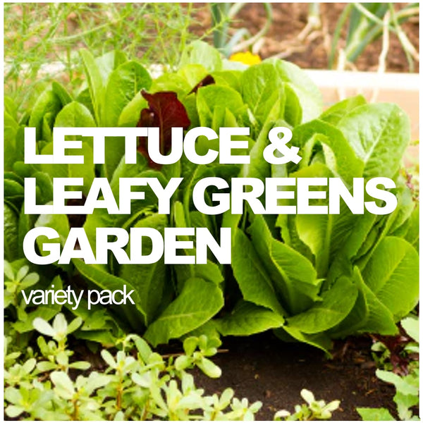 All-in-One Lettuce & Leafy Greens Variety Pack - SeedsNow.com