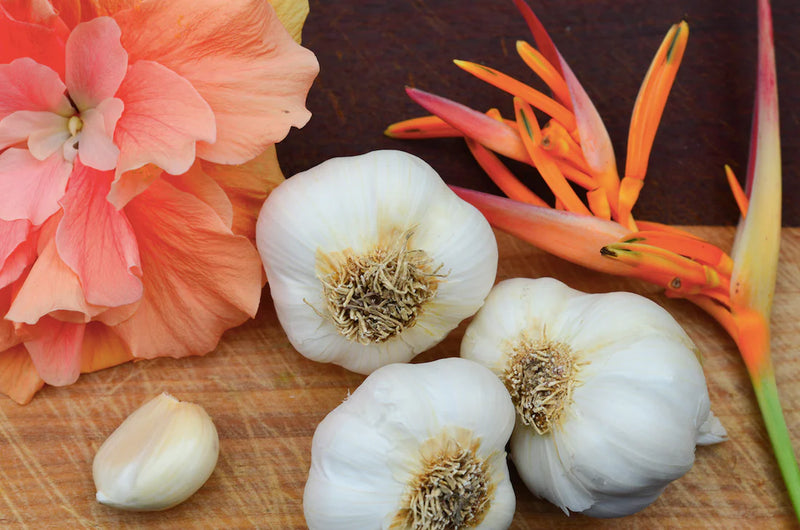 Garlic - (Soft Neck) California Early (Organic)