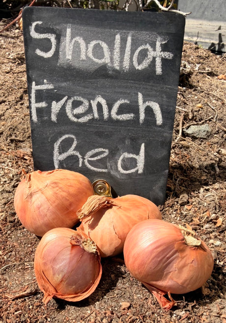 Shallot (sets) - French, Red (Organic)