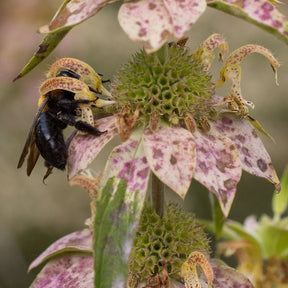 Eastern carpenter bee on vibrant spotted wild bergamot bee balm flower, showing pollination in natural garden setting.