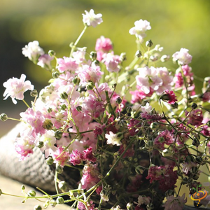 Wildflowers - California Native Scatter Garden Seed Mix - SeedsNow.com