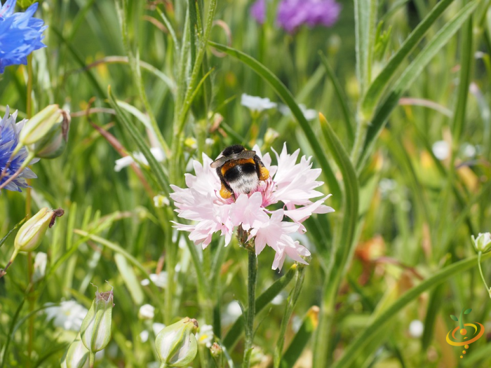 Wildflowers - Annual Cut Flower Scatter Garden Seed Mix - SeedsNow.com