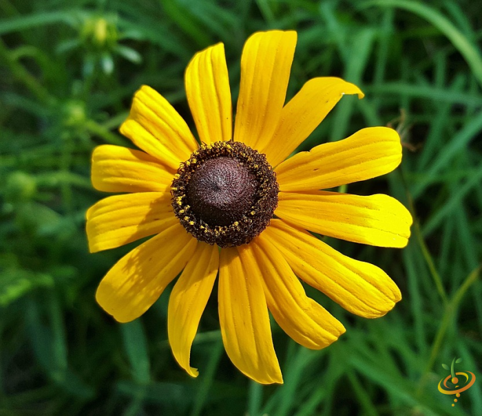 Wildflowers - All Perennial Scatter Garden Seed Mix - SeedsNow.com