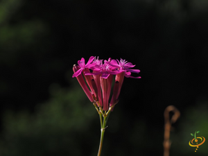 Wildflowers - Forever Pink Scatter Garden Seed Mix - SeedsNow.com