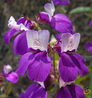 Wildflowers - Low Grow Scatter Garden Seed Mix - SeedsNow.com