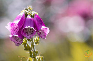 Wildflowers - Moist Area Scatter Garden Seed Mix - SeedsNow.com