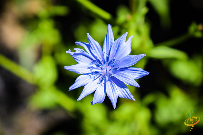 Wildflowers - Dryland Scatter Garden Seed Mix - SeedsNow.com