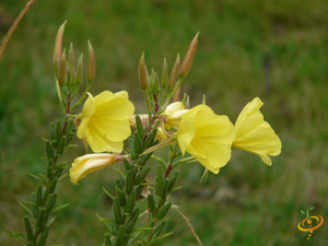 Wildflowers - All Annual Scatter Garden Seed Mix - SeedsNow.com