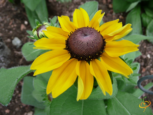 Wildflowers - Coneflower Scatter Garden Seed Mix - SeedsNow.com