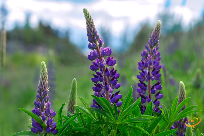 Wildflowers - California Native Scatter Garden Seed Mix - SeedsNow.com