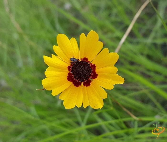 Wildflowers - California Native Scatter Garden Seed Mix - SeedsNow.com