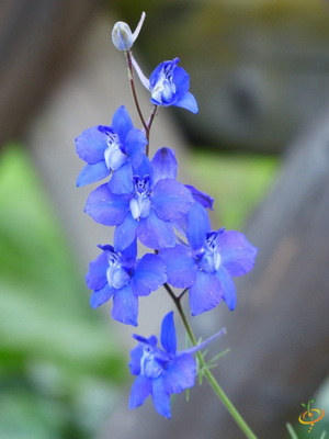 Wildflowers - Partial Shade Scatter Garden Seed Mix - SeedsNow.com