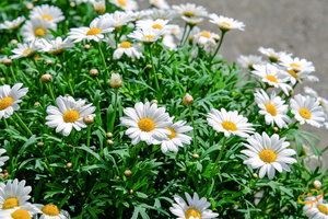 Wildflowers - California Native Scatter Garden Seed Mix - SeedsNow.com