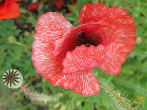 Wildflowers - Moist Area Scatter Garden Seed Mix - SeedsNow.com