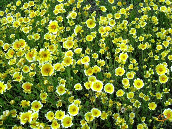 Wildflowers - Beneficial Insect Garden Seed Mix - SeedsNow.com