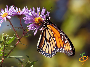 Wildflowers - Hummingbird & Butterfly Scatter Garden Seed Mix - SeedsNow.com