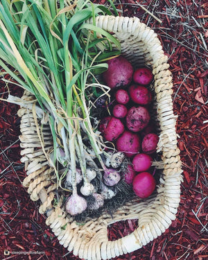 Potato (Mid-Season) - Dark Red Norland (ORGANIC) - SeedsNow.com