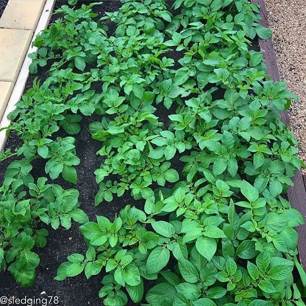 Potato (Late-Season) Fingerling - Red Thumb (Organic/Heirloom) - SeedsNow.com