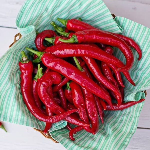 Pepper (Hot) - Cayenne, Red 🔥🔥🔥 - SeedsNow.com
