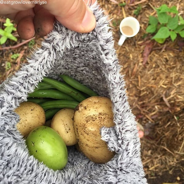 Potato (Late-Season) - Yellow Finn (Organic/Heirloom) - SeedsNow.com