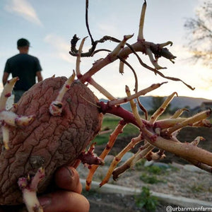 Potato (Late-Season) Fingerling - Red Thumb (Organic/Heirloom) - SeedsNow.com