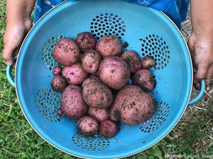 Potato (Mid-Season) - Dark Red Norland (ORGANIC) - SeedsNow.com