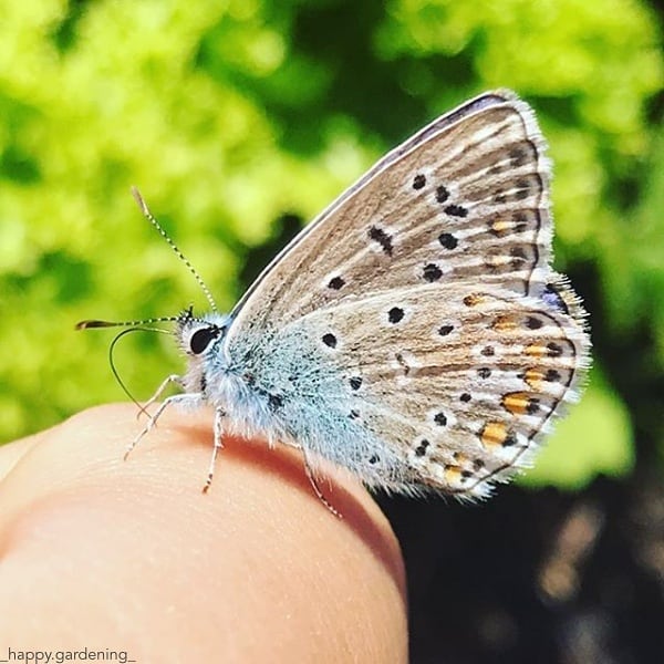 All-in-One Wildflower & Pollinator Scatter Garden Variety Pack - SeedsNow.com