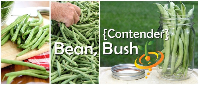 Bean (Bush) - Contender.