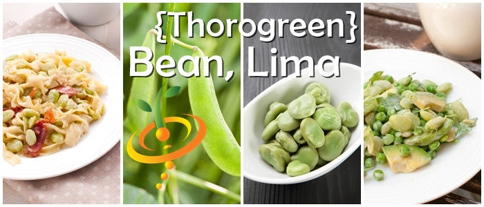 Bean (Lima)-  Thorogreen.