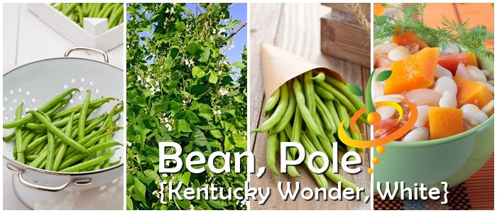 Bean (Bush) - Kentucky Wonder, White.