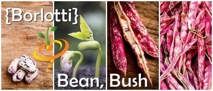 Bean (Bush) - Borlotti.