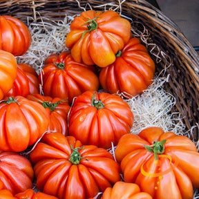 Basket of ripe Ponderosa Red Beefsteak tomatoes with bright red, ribbed, large fruit
