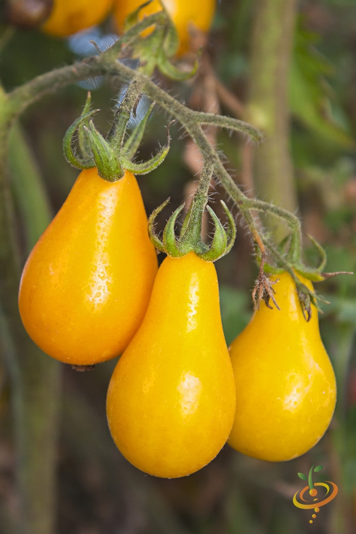 Tomato - Pear, Yellow [INDETERMINATE].