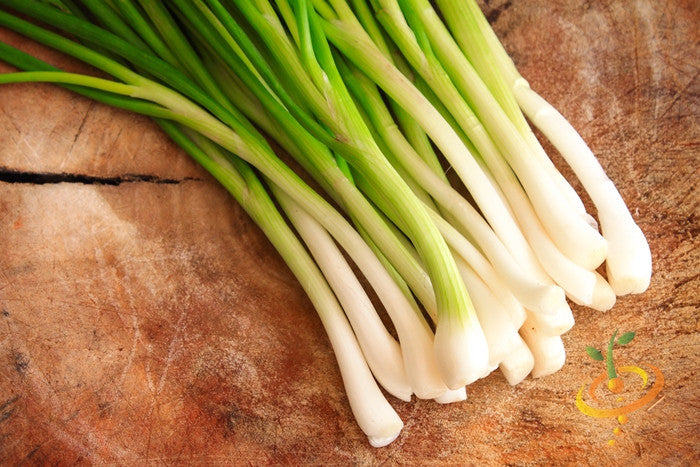 Onion - Tokyo Long White (Bunching).