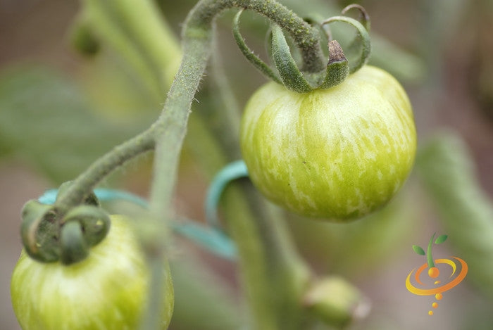 Tomato - Green Striped Zebra [SEMI-DETERMINATE].