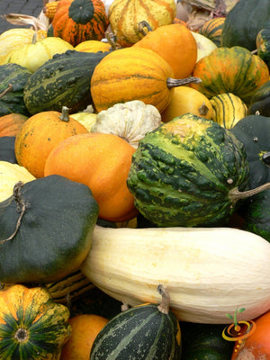 Gourd - Mixed (Small).