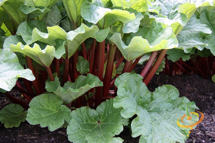 Rhubarb - Victoria.