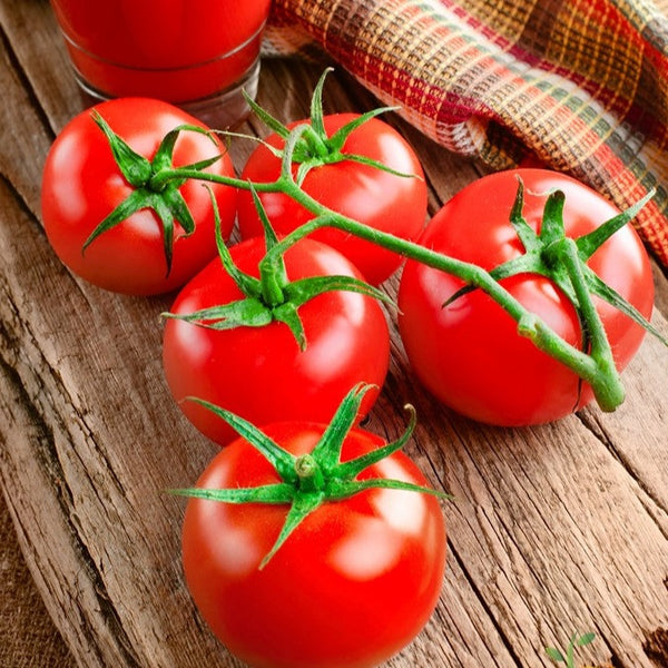 Tomato - Bonny Best (Indeterminate) - SeedsNow.com