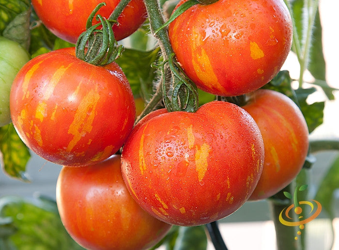 Tomato - Mr. Stripey [INDETERMINATE].