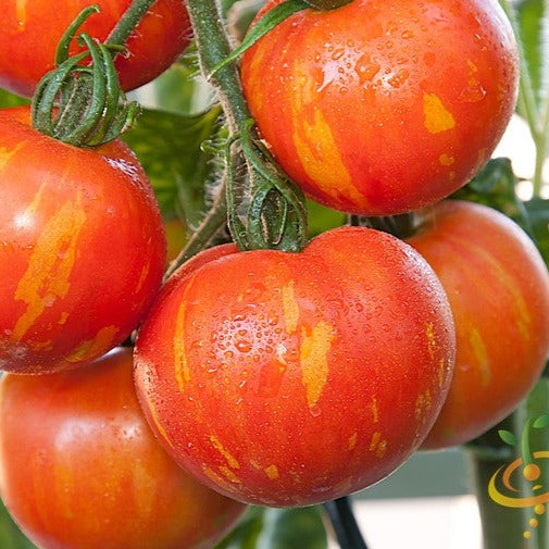 Tomato - Mr. Stripey (Indeterminate) - SeedsNow.com