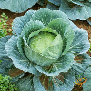 Cabbage - Drumhead - SeedsNow.com