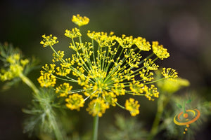 Fennel.