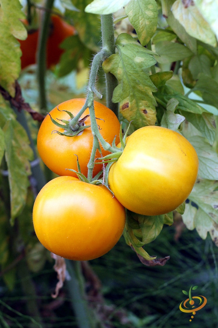 Tomato - Jubilee [INDETERMINATE].