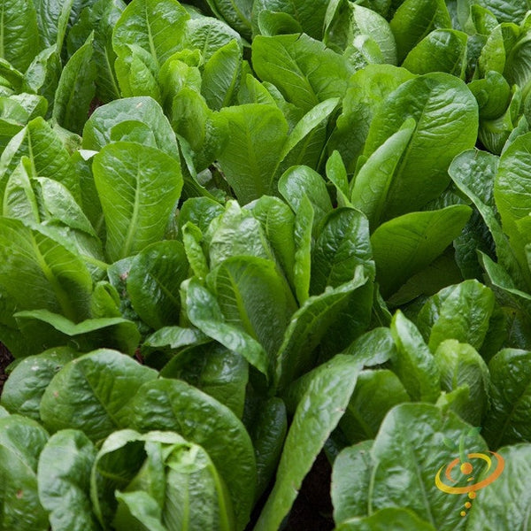 Lettuce - Romaine, Dark Green - SeedsNow.com