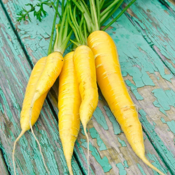 Carrot - Amarillo Yellow, 8" Long - SeedsNow.com