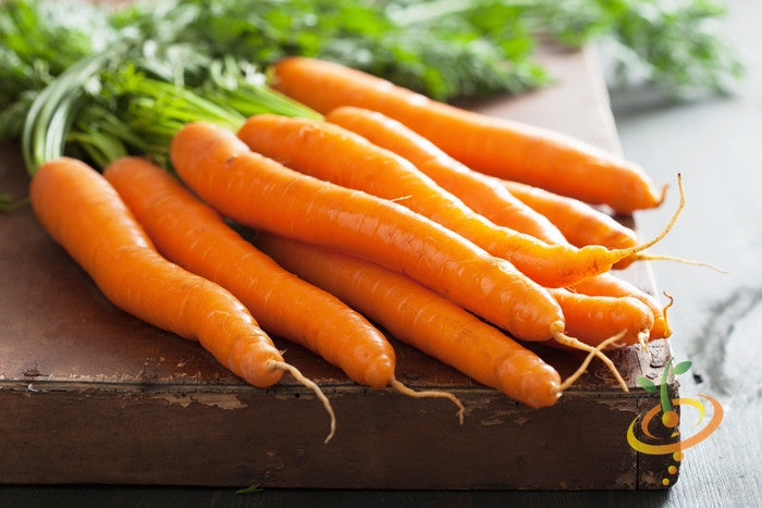 Carrot - Kuroda, 8" Long - SeedsNow.com