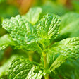 Mint - Spearmint - SeedsNow.com