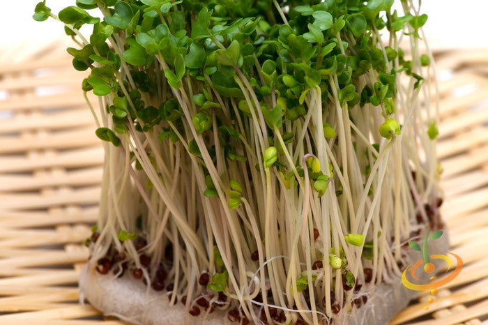 Sprouts/Microgreens - Broccoli.